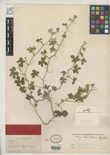 Image of Echinopepon rosei