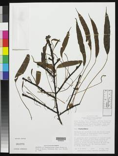 Image of Elaphoglossum punae