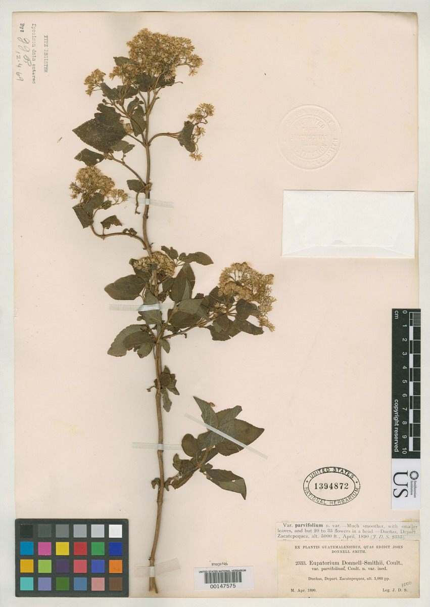 Eupatorium donnell-smithii var. parvifolium image