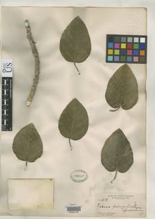 Ficus petiolaris subsp. palmeri image