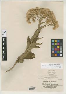Image of Vernonia hochstetteri