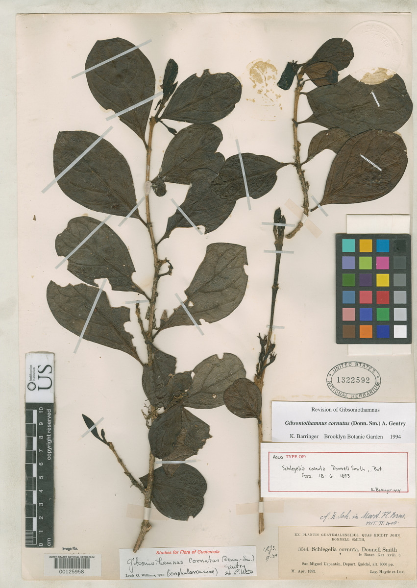 Schlegeliaceae image