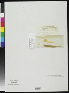 Setaria restioidea image