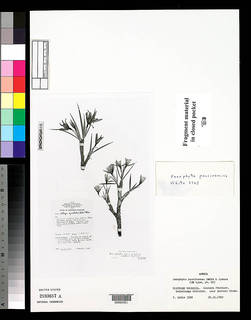 Xerophyta pauciramosa image