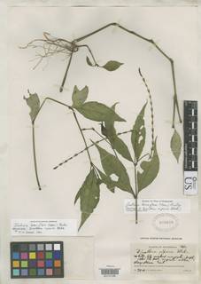 Image of Dianthera riparia