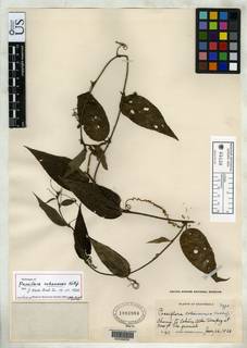 Image of Passiflora cobanensis