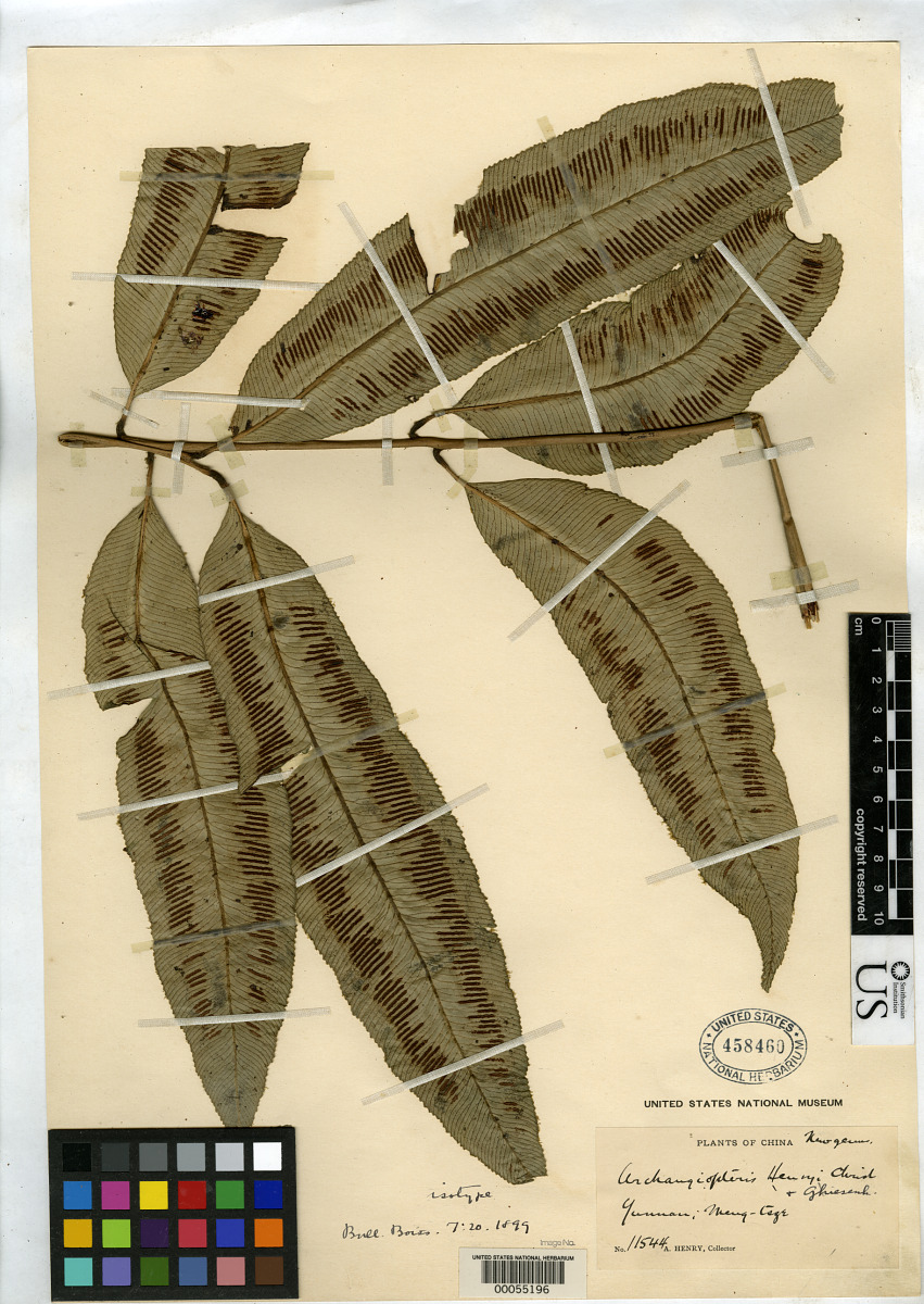 Angiopteris latipinna image