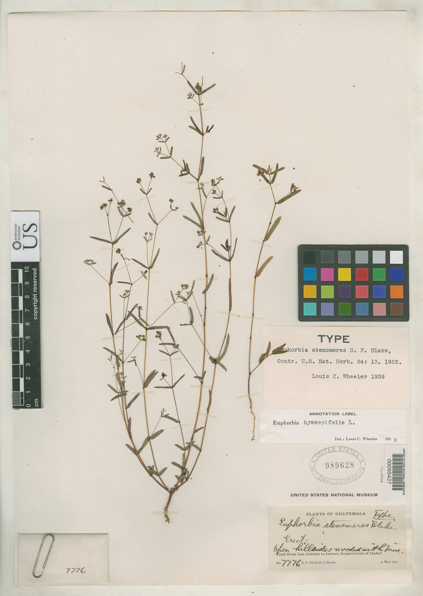 Euphorbia stenomeres image