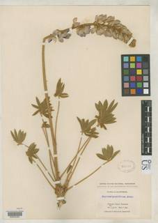Image of Lupinus magnificus