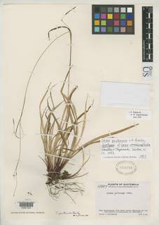 Carex pertenuis image