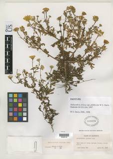 Malacothrix foliosa subsp. philbrickii image