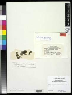 Leptogium papillosum image