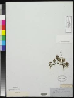 Hymenophyllum apiculatum image