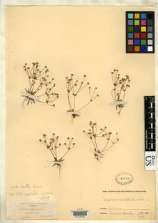 Image of Androsace asprella