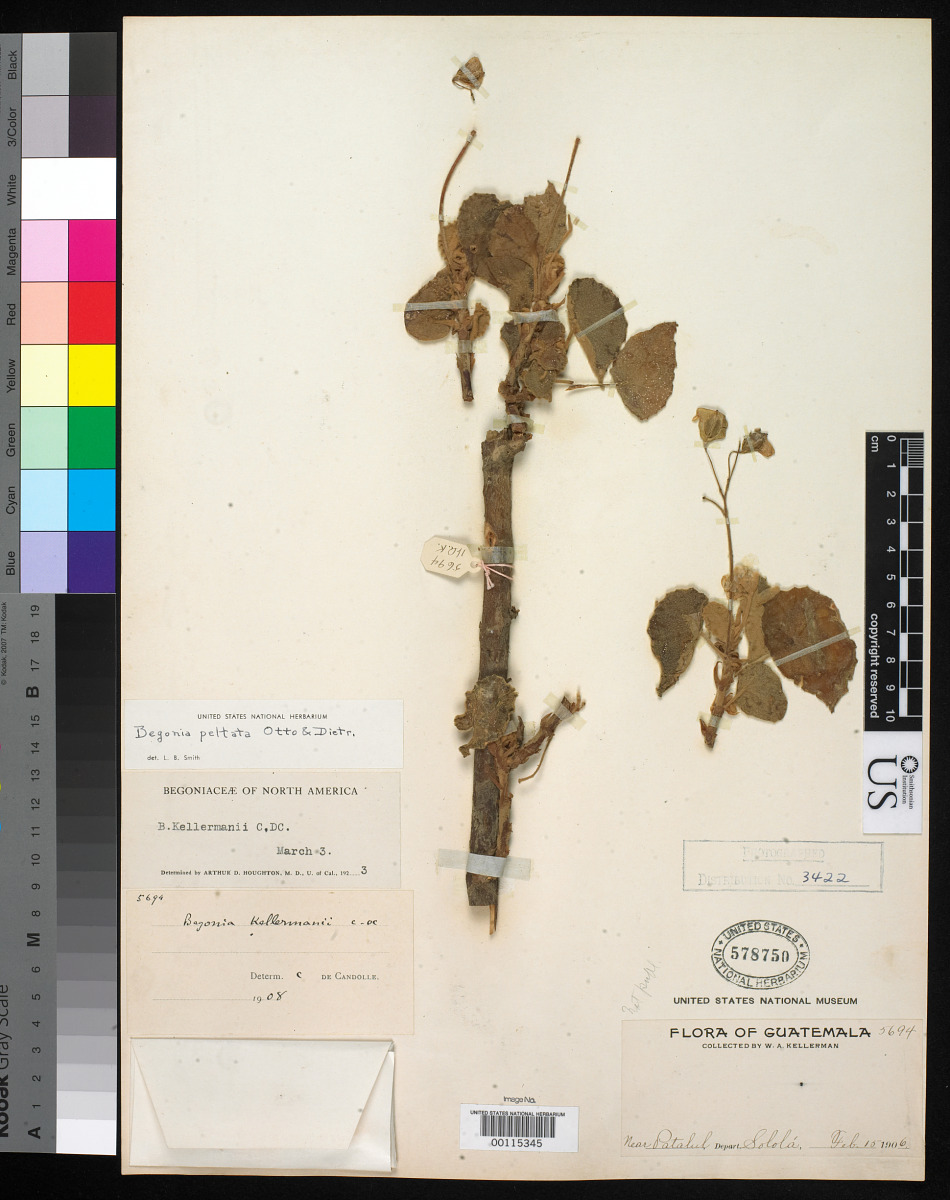 Begonia kellermanii image