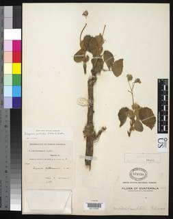 Image of Begonia kellermanii