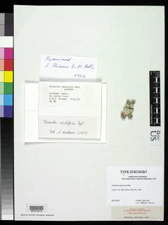 Parmelia ramuscula image