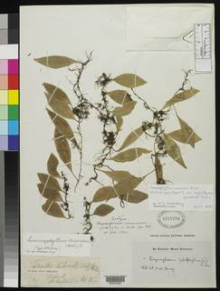 Lemmaphyllum carnosum image