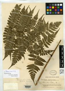 Eupodium pittieri image