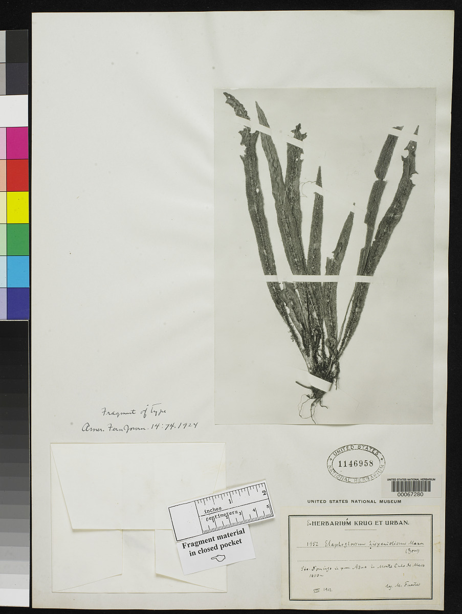 Elaphoglossum hispaniolicum image