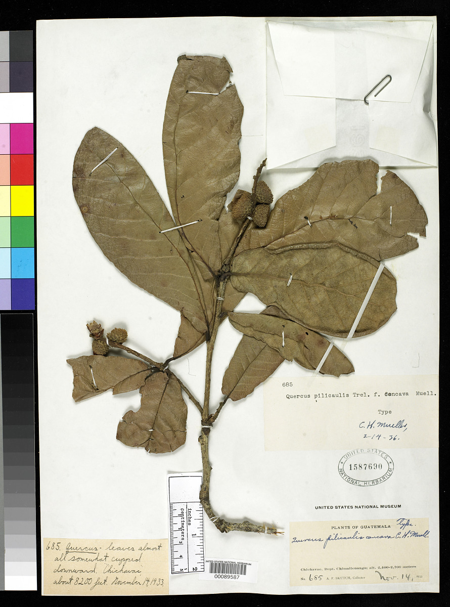 Quercus pilicaulis f. concava image