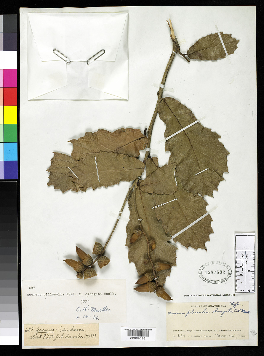 Quercus pilicaulis f. elongata image