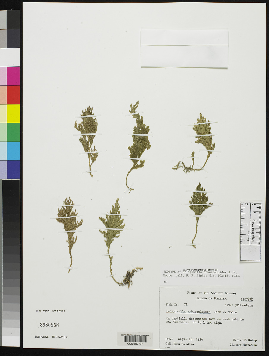 Selaginella arbusculoides image