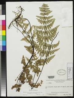 Jamesonia paucifolia var. neblinae image