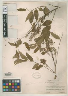 Lonchocarpus santarosanus image