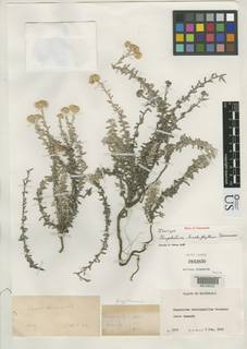 Pseudognaphalium brachyphyllum image
