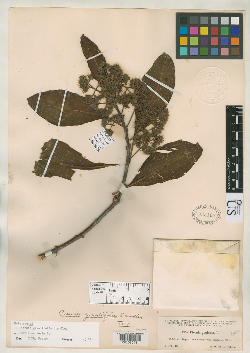 Pisonia grandifolia image