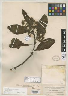 Image of Pisonia grandifolia