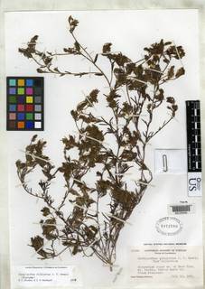 Image of Cordylanthus nidularius