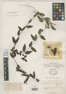 Lamourouxia dependens var. apiculata image