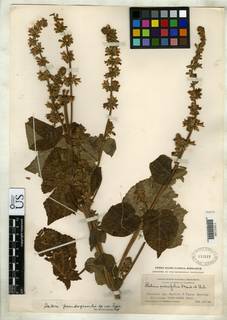Salvia pseudogracilis image