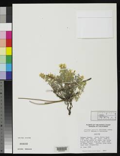 Leptosiphon nuttallii subsp. howellii image