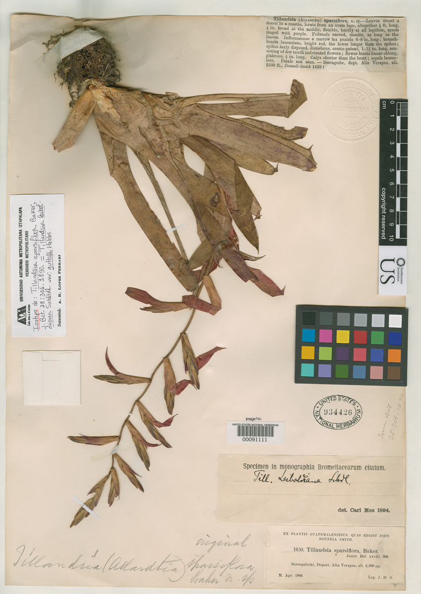 Tillandsia sparsiflora image