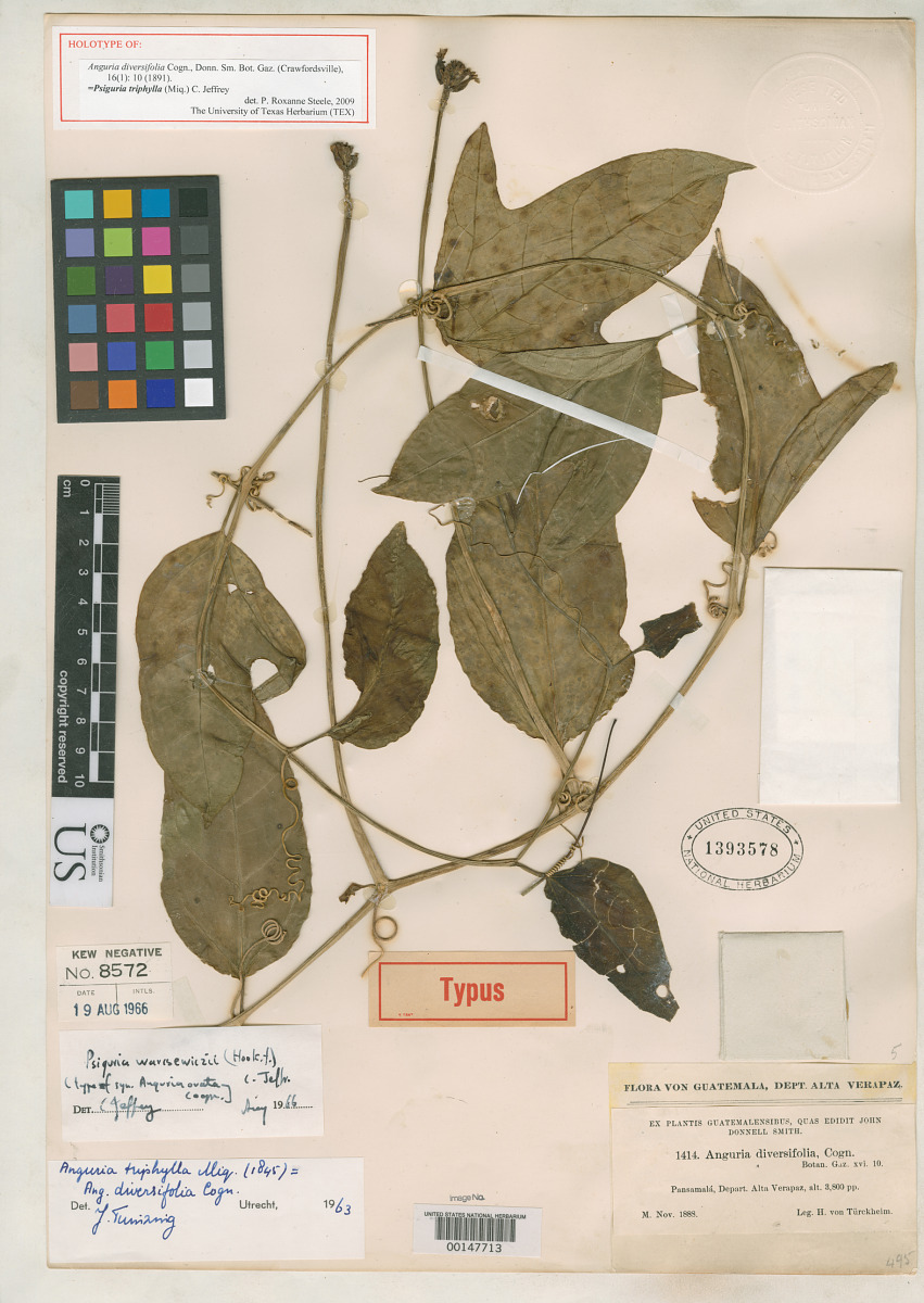 Anguria diversifolia image
