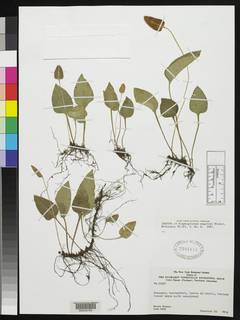 Elaphoglossum maguirei image