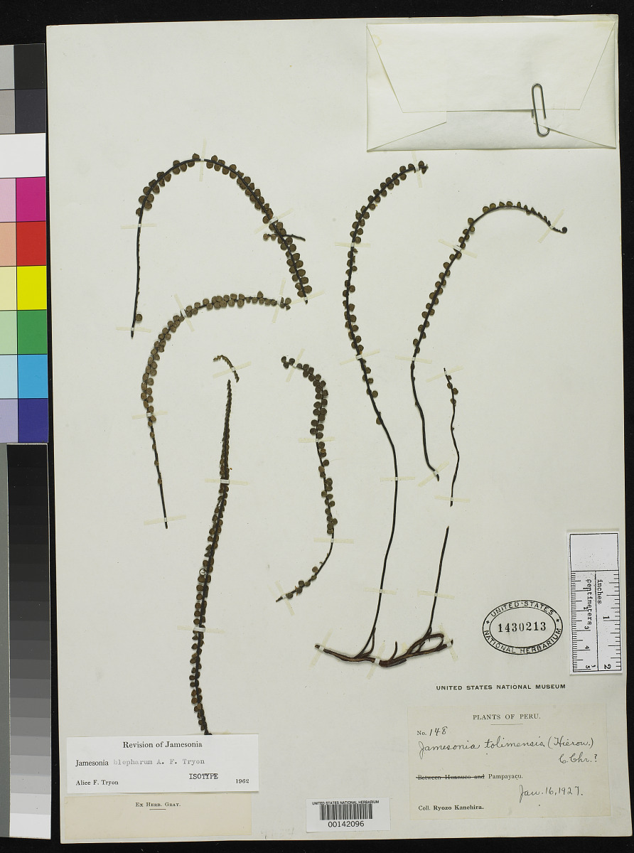 Jamesonia blepharum image