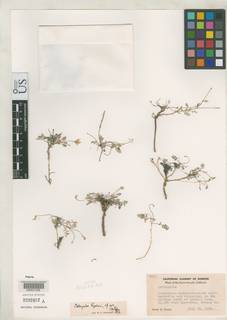 Image of Astragalus ravenii