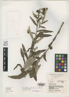 Image of Erythrocephalum scabrifolium