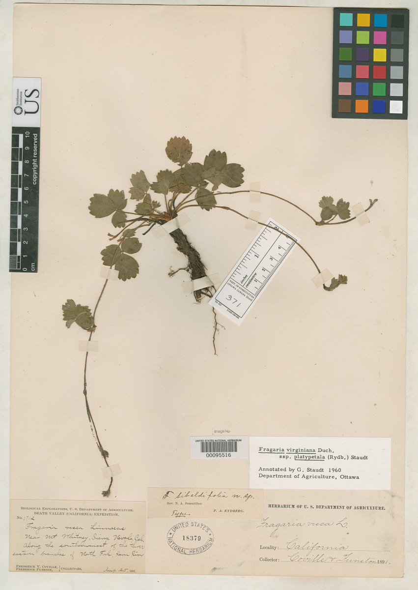 Fragaria sibbaldifolia image