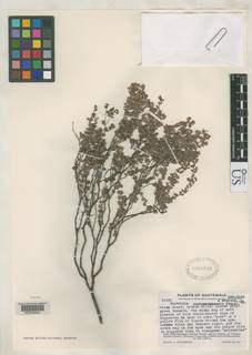 Image of Euphorbia cuchumatanensis