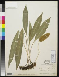 Elaphoglossum maxonii image