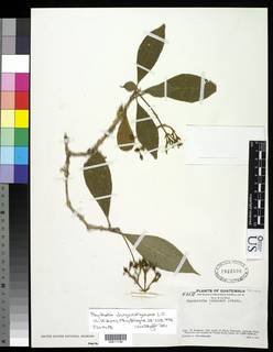 Image of Psychotria chrysocalymma