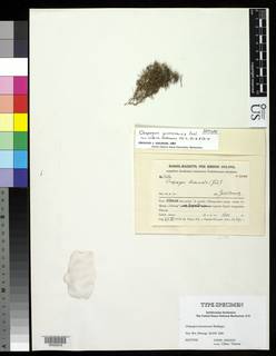 Oropogon yunnanensis image