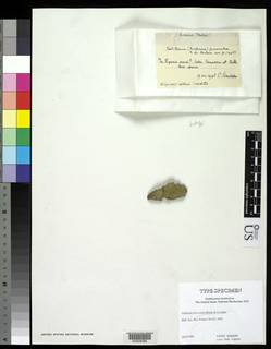 Catillaria fuscorubra image