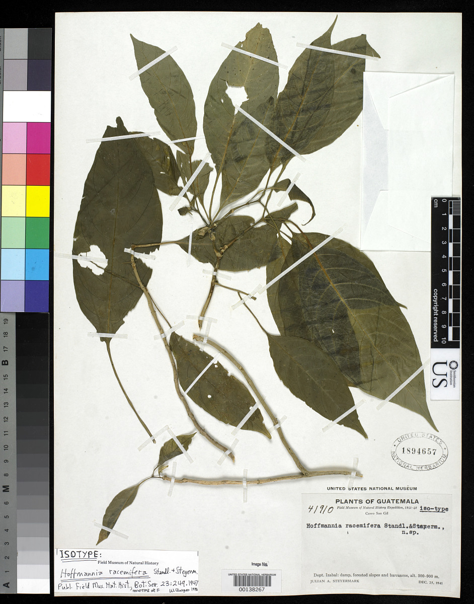 Hoffmannia racemifera image