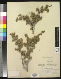 Image of Ribes cucullatum